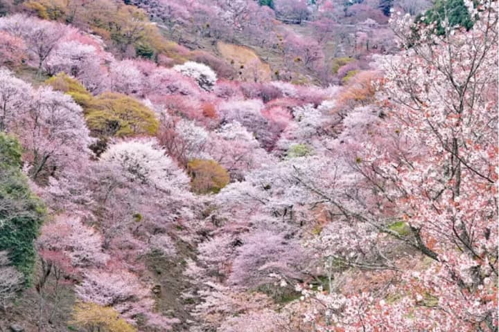 【2026年3～4月】桜シーズン到来！観光列車で行く奈良・吉野山　日帰り旅！